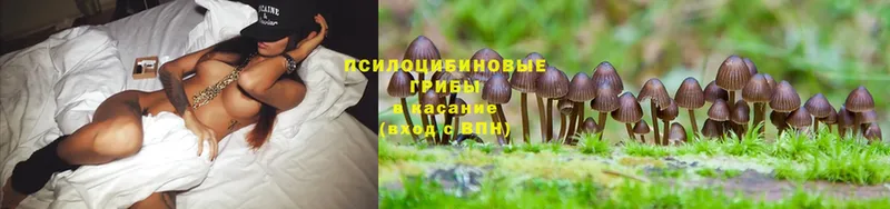 mega зеркало  Электросталь  Галлюциногенные грибы Cubensis 